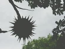 Conker Silhouette Free Stock Photo - Public Domain Pictures