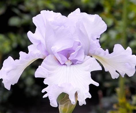 Best bearded iris varieties: 12 stunning types to try | Homes & Gardens