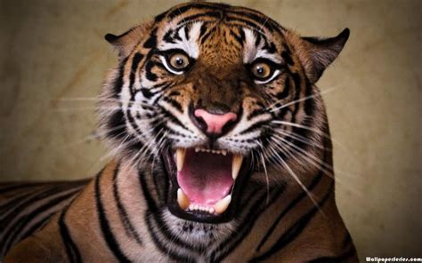 🔥 [90+] Angry Tiger Eyes Wallpapers | WallpaperSafari