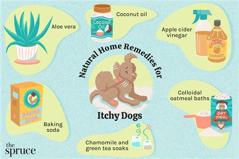 Home Remedies For Itchy Dog Skin | lupon.gov.ph