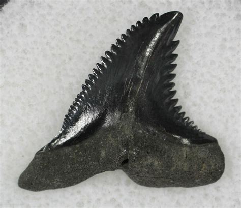 .93" Hemipristis Shark Tooth Fossil - Florida For Sale (#21326) - FossilEra.com