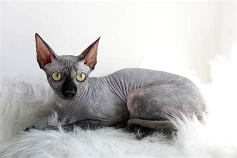 How Much Does a Sphynx Cat Cost? 2024 Price Guide | Hepper