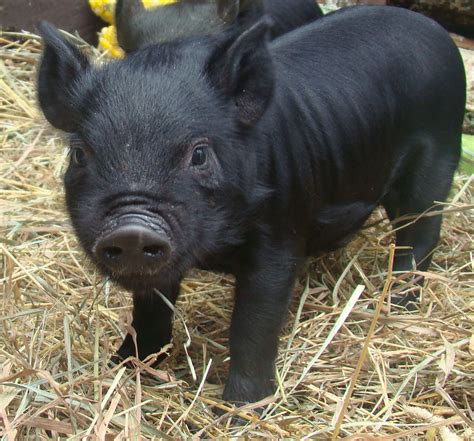 Farm Dreamer: The Willful Pig