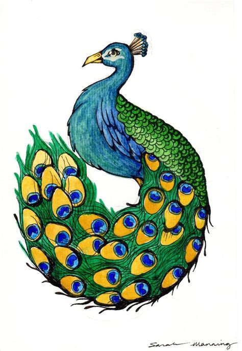 Simple Colorful Peacock Drawing | Free download on ClipArtMag