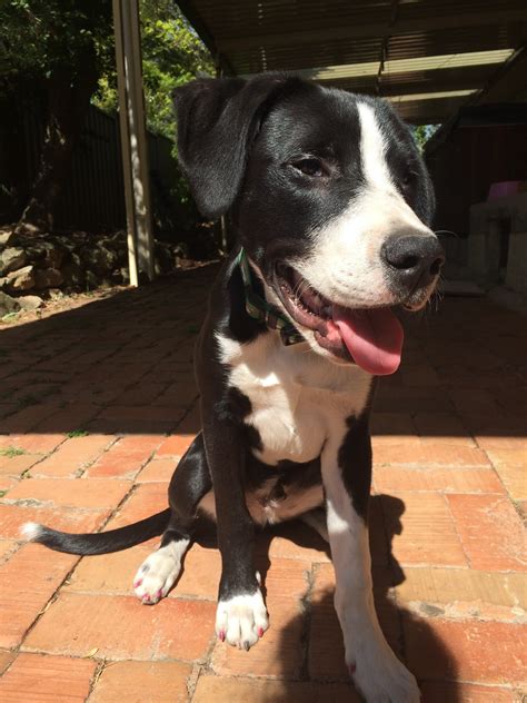 Milo Claws n Paws Rescue - Large Male Border Collie x Great Dane Mix Dog in NSW - PetRescue