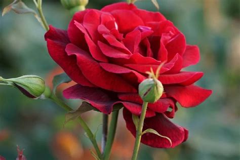 15 Best Red Climbing Roses - SONG OF ROSES