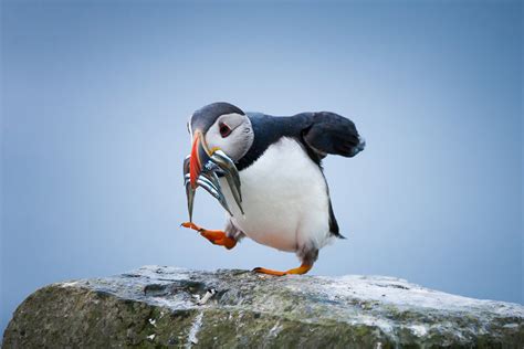 atlantic puffin, faroe islands photo | One Big Photo