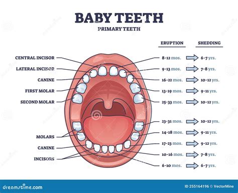 Baby Teeth with Primary Tooth Eruption and Shedding Time Outline Diagram Stock Vector ...