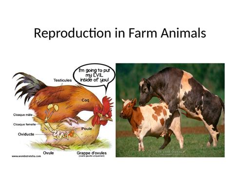 Reproduction in Farm Animals - ClassNotes.ng