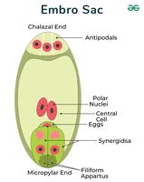 Embryo Sac - Structure, Types & Formation of Embryo Sac - GeeksforGeeks