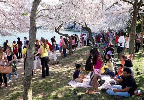 Washington Dc Cherry Blossom Festival 2024 - Moll Sheelah