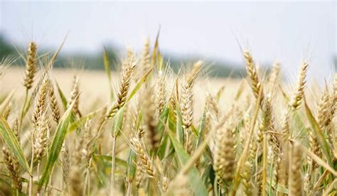 Conventional vs. Sustainable Agriculture | Environment Buddy