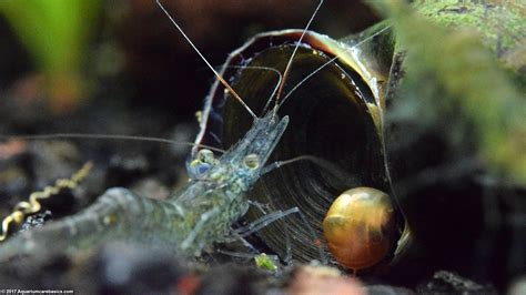 Ghost Shrimp Care, Food, Lifespan, Habitat & Videos