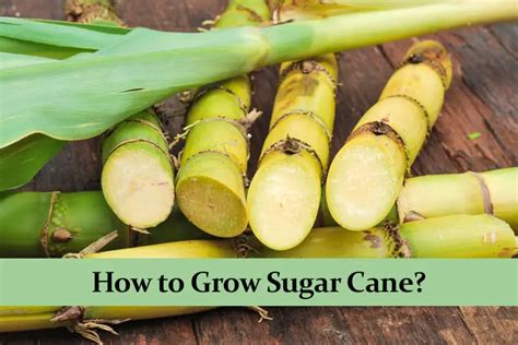 How to Grow Sugar Cane? Full Guide - Green Thumb Central