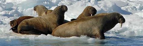 Walrus Habitat and Distribution