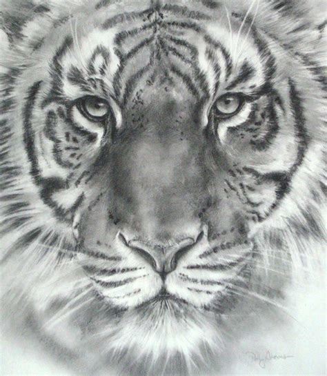 pencil Tiger...freaking awesome. | Tiger sketch, Tiger drawing, Tiger art