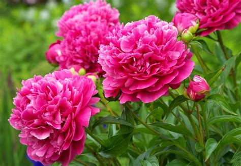 Pink Peonies Wallpaper - WallpaperSafari