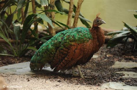 Congo Peafowl Information – The Animal Description, Habitat, Pictures