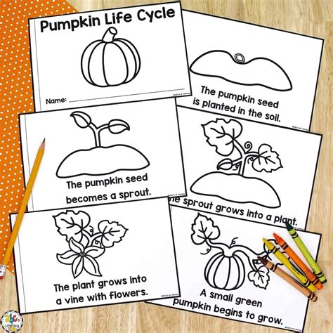 Life Cycle Of Pumpkin Worksheet - Worksheets Printable Free