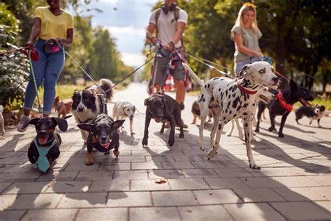 How Many Walks Do Dogs Need Per Week? | The Village Vets