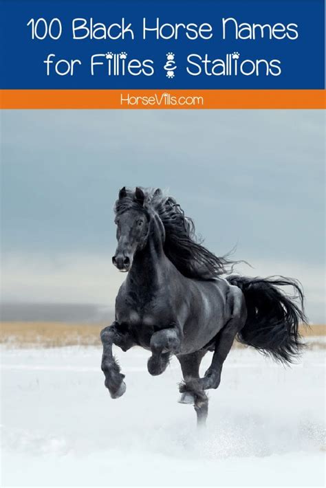 100 Beautiful Black Horse Names for Fillies & Stallions in 2024 | Horse names, Horses, Black horse