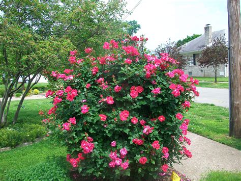 Rose Bushes Delivered - Garden Plant