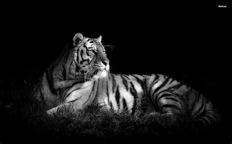 Free Download Black and White Tiger HD Wallpaper