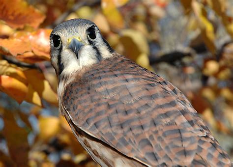 HawkQuest American Kestrel (female)