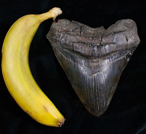 Megalodon Teeth For Sale - FossilEra.com