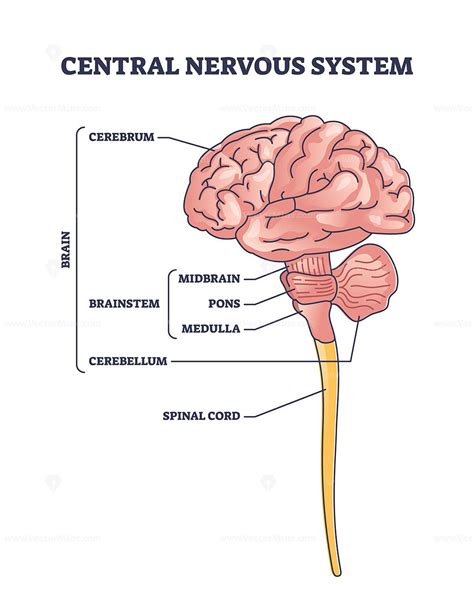 Central nervous system model or CNS brain organ structure outline diagram | Central nervous ...