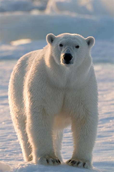 Polar bear, Spitsbergen, Norway - A Day in Motherhood