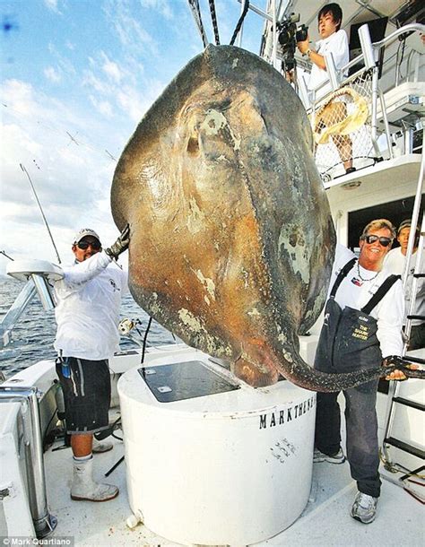 A mysterious GIANT 14-foot deep-sea skate fish is caught off Florida coast | Daily Mail Online