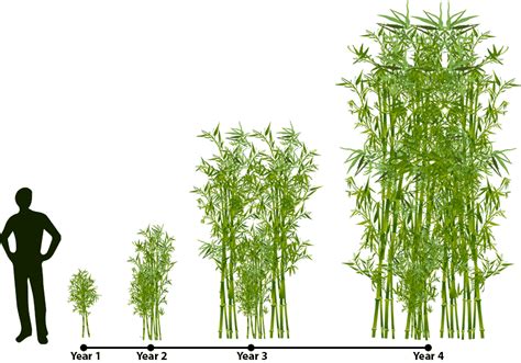 How does bamboo grow? - Lewis Bamboo