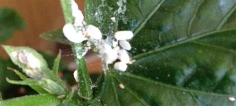 Mealybugs On Hibiscus Archives - Garden Answers