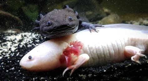 5 Amazing Axolotl Tank Mates (With Pictures) | Hepper