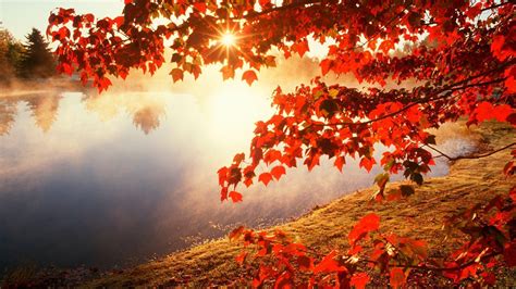 Fall Leaves Wallpapers Free - Wallpaper Cave