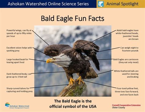 Bald Eagle Interesting Facts