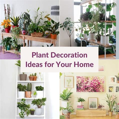 PLANT DECORATION IDEAS FOR YOUR HOME – Best Mystic Zone