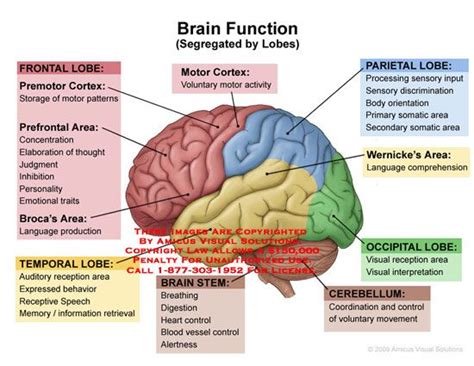 The 25+ best Brain diagram ideas on Pinterest | Diagram of the brain, Function of brain and ...