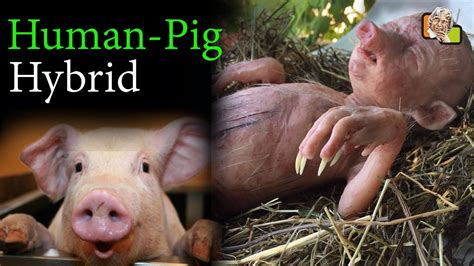 World का First HUMAN PIG Hybrid बनाने के लिए Japan Government ने दिया Approval | scientist ...