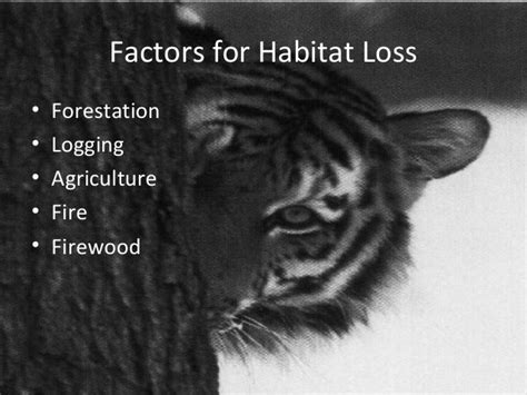 Habitat Loss for the Siberian Tiger