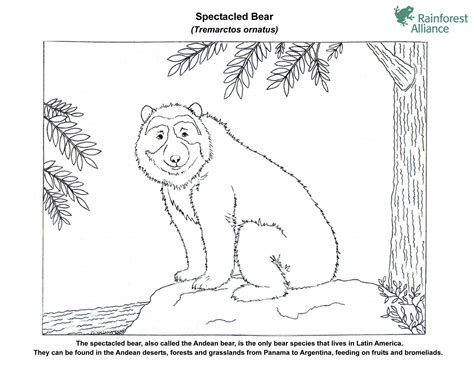 Spectacled Bear Coloring Page | Rainforest Alliance