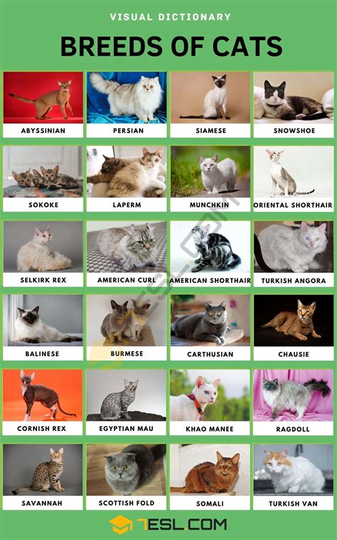 Types Of Cats Breeds, Cat Breeds Chart, Cat Breeds List, All Cat Breeds, Different Breeds Of ...