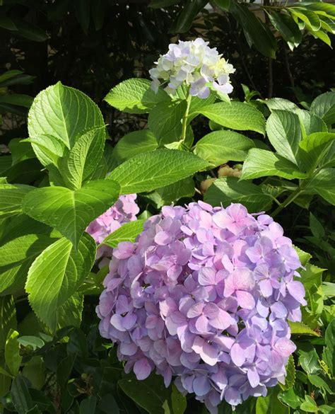 How to grow Hydrangea | Hydrangea Care | Growing information hydrangea - NatureBring