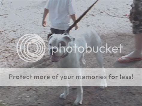 Bulloxer Pictures, Images & Photos | Photobucket