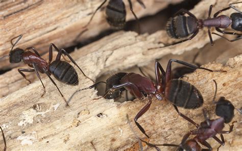 Giant Flying Carpenter Ants - Picture Of Carpenter