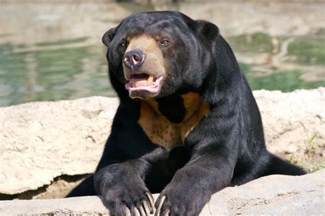 Sun Bear, The Smallest Bear in the World - Taman Safari Bali