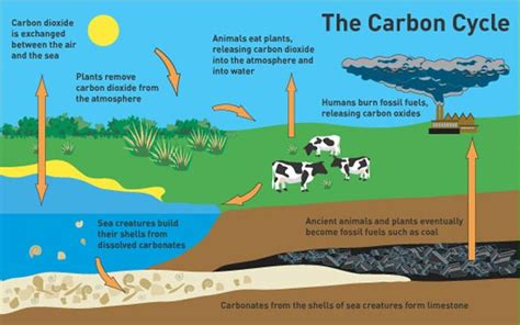 Easy carbon cycle diagram - worldwidenibht