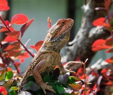 9 Safe Plants for Bearded Dragon Habitats - Reptile Advisor