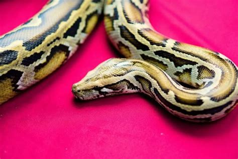 Burmese Python Lifespan: How long Do They Live? - ReptileHow.com